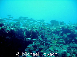 The rocks between the Sea Emperor and the United Caribbean by Michael Kovach 